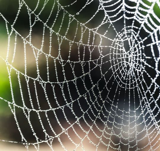 Natürliche Spinnenseide soll in der plastischen Chirugie deutliche Vorteile gegenüber künstlichen Materialien bieten. Natürliche Spinnenseide soll in der plastischen Chirugie deutliche Vorteile gegenüber künstlichen Materialien bieten.