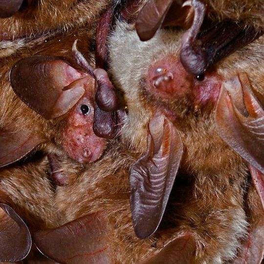 Äußerst langlebig – Bechsteinfledermäuse Äußerst langlebig – Bechsteinfledermäuse