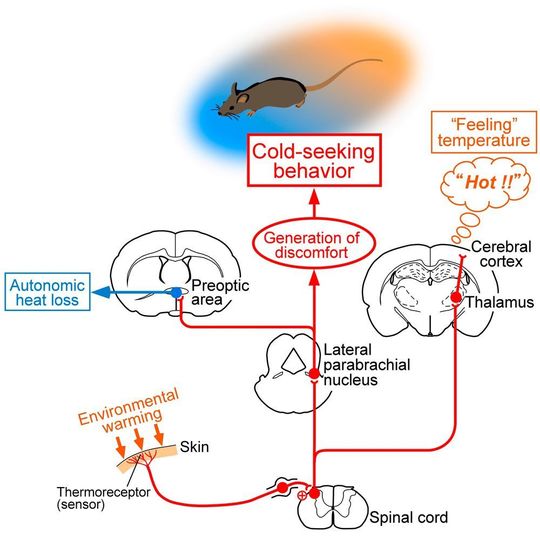 A pathway from the spinal cord to the lateral parabrachial nucleus mediates the generation of discomfort to drive cold-seeking (or heat-avoidance) behaviors. A pathway from the spinal cord to the lateral parabrachial nucleus mediates the generation of discomfort to drive cold-seeking (or heat-avoidance) behaviors.