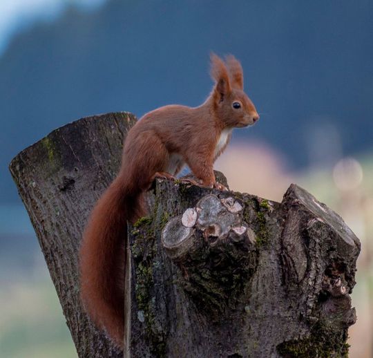 Ein bisher unbekanntes Pockenvirus verursacht schwere Erkrankungen bei Europäischen Roten Eichhörnchen in Deutschland. Ein bisher unbekanntes Pockenvirus verursacht schwere Erkrankungen bei Europäischen Roten Eichhörnchen in Deutschland.
