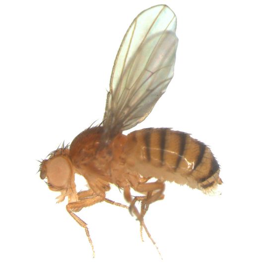Eine Fruchtfliege (Drosophila melanogaster). Gut erkennbar: das große Facettenauge. Eine Fruchtfliege (Drosophila melanogaster). Gut erkennbar: das große Facettenauge.