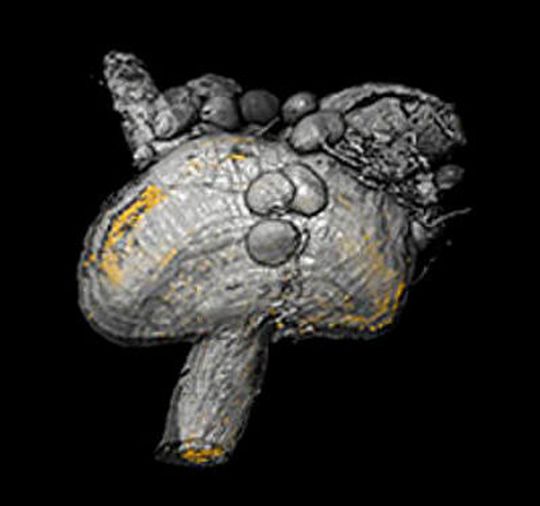 3D-Modell des Proventrikulus, eines speziellen Organs der Tsetsefliege: Die Verteilung der Trypanosomen ist anhand der fluoreszierenden Zellkerne in Gelb visualisiert. 3D-Modell des Proventrikulus, eines speziellen Organs der Tsetsefliege: Die Verteilung der Trypanosomen ist anhand der fluoreszierenden Zellkerne in Gelb visualisiert.