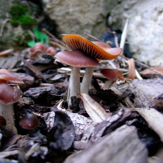 Zauberpilz – Der Pilz Psilocybe cyanescens, auch bläuender Kahlkopf genannt, ist ein stark psilocybinbildender Pilz mit demnach entsprechend psychedelischer Wirkung. Zauberpilz – Der Pilz Psilocybe cyanescens, auch bläuender Kahlkopf genannt, ist ein stark psilocybinbildender Pilz mit demnach entsprechend psychedelischer Wirkung.