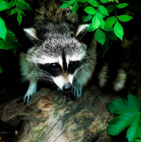 Der Fund invasiver Tiere und Pflanzen kann in Schleswig-Holstein jetzt per App gemeldet werden Der Fund invasiver Tiere und Pflanzen kann in Schleswig-Holstein jetzt per App gemeldet werden