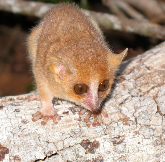 Ein Grauer Mausmaki (Microcebus murinus) im Kirindy-Wald. Hohe Cortisol-Werte in den Haaren der Tiere weisen auf chronischen Stress hin, was mit einer begrenzten Lebenserwartung einhergeht. Ein Grauer Mausmaki (Microcebus murinus) im Kirindy-Wald. Hohe Cortisol-Werte in den Haaren der Tiere weisen auf chronischen Stress hin, was mit einer begrenzten Lebenserwartung einhergeht.