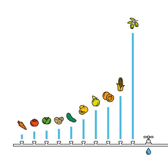 Wasserverbrauch unterschiedlicher Obst- und Gemüsesorten beim Anbau: Oliven brauchen am meisten Wasser, bis sie geerntet werden können. Möhren sind dagegen genügsame Wasser-Verbraucher. Wasserverbrauch unterschiedlicher Obst- und Gemüsesorten beim Anbau: Oliven brauchen am meisten Wasser, bis sie geerntet werden können. Möhren sind dagegen genügsame Wasser-Verbraucher.