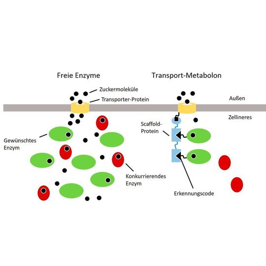 In der Bäckerhefe konkurrieren verschiedene Enzyme um Zuckermoleküle, die durch Transporter-Proteine in die Zelle aufgenommen werden. Damit der Zucker nur von Enzymen umgesetzt wird, die biotechnologisch gewünschte Produkte liefern (grüne Ovale), verknüpft man sie über eine Andock-Station direkt mit dem Transporter (rechtes Bild). In der Bäckerhefe konkurrieren verschiedene Enzyme um Zuckermoleküle, die durch Transporter-Proteine in die Zelle aufgenommen werden. Damit der Zucker nur von Enzymen umgesetzt wird, die biotechnologisch gewünschte Produkte liefern (grüne Ovale), verknüpft man sie über eine Andock-Station direkt mit dem Transporter (rechtes Bild).