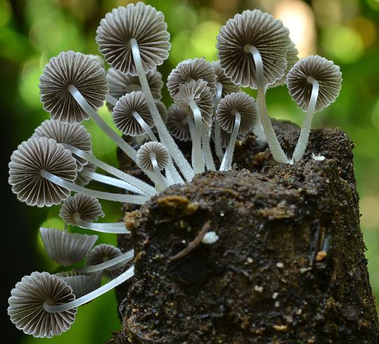 Coprinellus disseminatus (Gesäter Tintling, Kolumbien): In dieser Gattung totholzzersetzender Pilze ist die Zahl der geschätzten Arten etwa so hoch wie die Zahl der bekannten Arten, eher eine Ausnahme unter den Pilzen. Coprinellus disseminatus (Gesäter Tintling, Kolumbien): In dieser Gattung totholzzersetzender Pilze ist die Zahl der geschätzten Arten etwa so hoch wie die Zahl der bekannten Arten, eher eine Ausnahme unter den Pilzen.