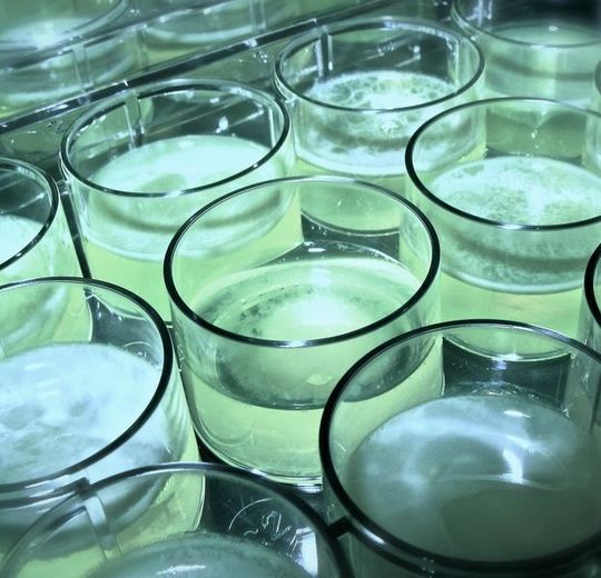 In solchen Kulturschalen mit verschiedenen Linien von Pseudomonas fluorescens haben Forscher die Entstehung einfacher fortpflanzungsfähiger Zellverbände aus Einzelzellen beobachtet. In solchen Kulturschalen mit verschiedenen Linien von Pseudomonas fluorescens haben Forscher die Entstehung einfacher fortpflanzungsfähiger Zellverbände aus Einzelzellen beobachtet.