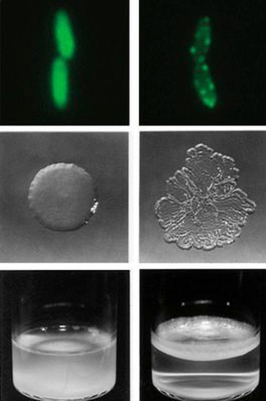 Links: Bakterien, in denen sich das fwsR-Protein (grün) im Zellinneren befindet, wachsen als „glatte“ Kolonien (Mitte) innerhalb des Kulturmediums (unten). Rechts: Nach der Fusion mit dem Membranprotein fadA wandert die Enzymdomäne von fwsR in die Zellmembran (oben). Die Domäne wird dadurch aktiviert, die Kolonien nehmen ein faltiges Aussehen an (Mitte) und bilden Matten an der Oberfläche der Kulturflüssigkeit (unten).