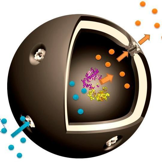Schematische Darstellung der Nano-Kapsel: Die Ausgangssubstanz Glukose-1-phosphat (blau) gelangt durch Poren zum eingekapselten Enzym Phosphoglucomutase, mit dem es reagiert. Das gewünschte Produkt Glukose-6-phosphat (orange) tritt durch die Pore wieder aus. (Ausschnitt) Schematische Darstellung der Nano-Kapsel: Die Ausgangssubstanz Glukose-1-phosphat (blau) gelangt durch Poren zum eingekapselten Enzym Phosphoglucomutase, mit dem es reagiert. Das gewünschte Produkt Glukose-6-phosphat (orange) tritt durch die Pore wieder aus. (Ausschnitt)
