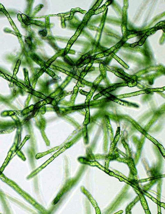 1 Filamentöses Protonema von Physcomitrella patens: Das Moos ist nach der Ackerschmalwand Arabidopsis thaliana, Reis und der Pappel die vierte Pflanze, deren Genom vollständig sequenziert vorliegt. 1 Filamentöses Protonema von Physcomitrella patens: Das Moos ist nach der Ackerschmalwand Arabidopsis thaliana, Reis und der Pappel die vierte Pflanze, deren Genom vollständig sequenziert vorliegt.