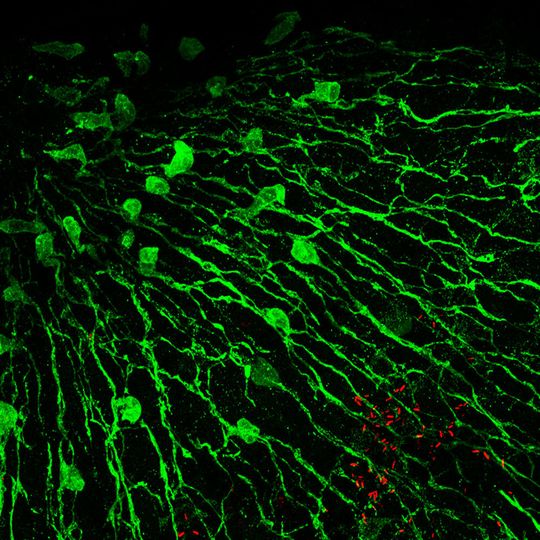 Nervenzellen (grün markiert) des Süßwasserpolypen Hydra produzieren antimikrobielle Peptide und prägen dadurch das Mikrobiom des Tieres. Rot markierte Stäbchenbakterien sind an der Basis der Tentakeln zu erkennen. Nervenzellen (grün markiert) des Süßwasserpolypen Hydra produzieren antimikrobielle Peptide und prägen dadurch das Mikrobiom des Tieres. Rot markierte Stäbchenbakterien sind an der Basis der Tentakeln zu erkennen.