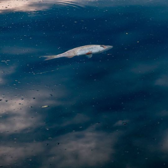 Jahrelang leitete Dupont PFOA in Gewässer ein, mit gravierenden Auswirkungen auf Natur, Tiere und Menschen. (Symbolbild) Jahrelang leitete Dupont PFOA in Gewässer ein, mit gravierenden Auswirkungen auf Natur, Tiere und Menschen. (Symbolbild)