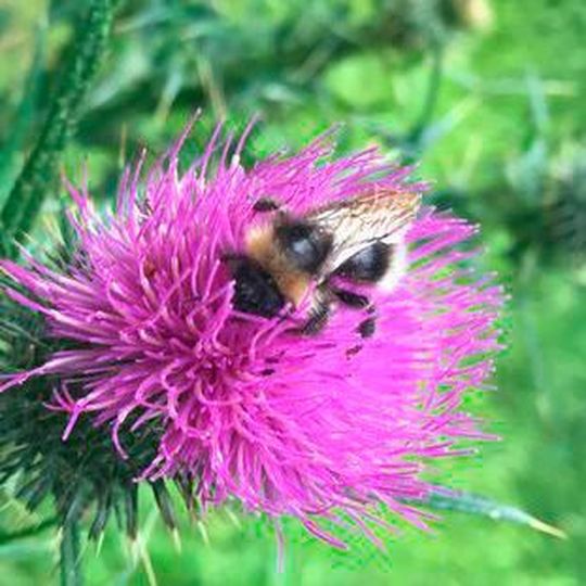 Eine Grazer Forschergruppe hat erstmals die Schwarmintelligenz junger Bienen untersucht und sie erfolgreich auf Roboter übertragen Eine Grazer Forschergruppe hat erstmals die Schwarmintelligenz junger Bienen untersucht und sie erfolgreich auf Roboter übertragen