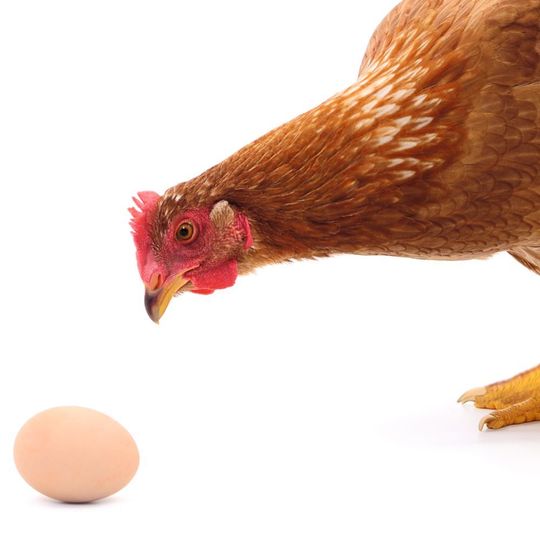 Abb. 1: Nicht erst seit dem Skandal um Fipronil-belastete Lebensmittel – Ei und Huhn im Fokus der Lebensmittelkontrolle Abb. 1: Nicht erst seit dem Skandal um Fipronil-belastete Lebensmittel – Ei und Huhn im Fokus der Lebensmittelkontrolle
