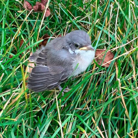 Neben Wildvögeln können sich auch Menschen mit Usutu-Viren anstecken und das häufiger als gedacht. Neben Wildvögeln können sich auch Menschen mit Usutu-Viren anstecken und das häufiger als gedacht.