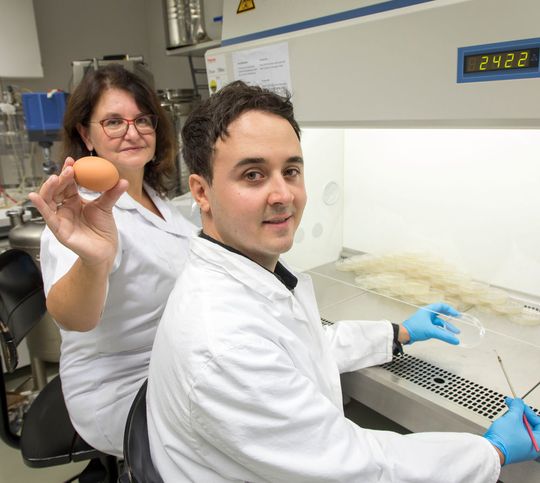 Gabriele Berg und Tomislav Cernava vom Institut für Umweltbiotechnologie der TU Graz nützen Mikroorganismen zur natürlichen Entkeimung von Bruteiern. Gabriele Berg und Tomislav Cernava vom Institut für Umweltbiotechnologie der TU Graz nützen Mikroorganismen zur natürlichen Entkeimung von Bruteiern.