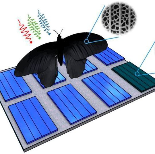 Die Nanostrukturen auf dem Flügel eines Schmetterlings konnten Forscher auf Solarzellen übertragen und so deren Absorptionsraten um bis zu 200 % steigern. Die Nanostrukturen auf dem Flügel eines Schmetterlings konnten Forscher auf Solarzellen übertragen und so deren Absorptionsraten um bis zu 200 % steigern.