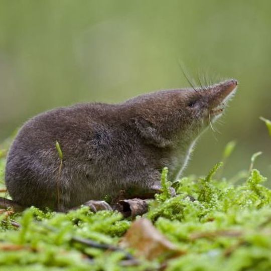 Waldspitzmaus. Der Energiebedarf der winzigen Säuger ist so hoch, dass sie bereits nach wenigen Stunden ohne Nahrung verhungern. Waldspitzmaus. Der Energiebedarf der winzigen Säuger ist so hoch, dass sie bereits nach wenigen Stunden ohne Nahrung verhungern.