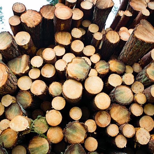 UPM will Laubholz für die Produktion von nachhaltigen Biochemikalien nutzen. UPM will Laubholz für die Produktion von nachhaltigen Biochemikalien nutzen.