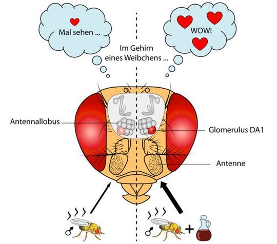 Riecht eine jungfräuliche Taufliege das Pheromon eines Männchens, wird der Duftreiz an den Antennallobus im Gehirn der Insekten weitergeleitet. Dieser Hirnteil besteht aus vielen kugelförmigen Einheiten, sogenannten Glomeruli. Ein ganz bestimmter Glomerulus, DA1 (rosa), wird aktiviert. Der Duft von Essig intensiviert dieses Geruchssignal, wie auf der rechten Seite zu sehen ist. Die Aktivierung des Glomerulus DA1 (rot) wird verstärkt. Auf diese Weise erhöht Essigduft in Kombination mit dem Lockstoff die Paarungsbereitschaft des Fliegenweibchens. Riecht eine jungfräuliche Taufliege das Pheromon eines Männchens, wird der Duftreiz an den Antennallobus im Gehirn der Insekten weitergeleitet. Dieser Hirnteil besteht aus vielen kugelförmigen Einheiten, sogenannten Glomeruli. Ein ganz bestimmter Glomerulus, DA1 (rosa), wird aktiviert. Der Duft von Essig intensiviert dieses Geruchssignal, wie auf der rechten Seite zu sehen ist. Die Aktivierung des Glomerulus DA1 (rot) wird verstärkt. Auf diese Weise erhöht Essigduft in Kombination mit dem Lockstoff die Paarungsbereitschaft des Fliegenweibchens.