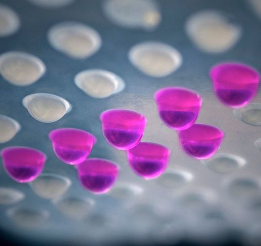 In den hängenden Tropfen können sich die dreidimensionalen Zellmodelle bilden. In den hängenden Tropfen können sich die dreidimensionalen Zellmodelle bilden.