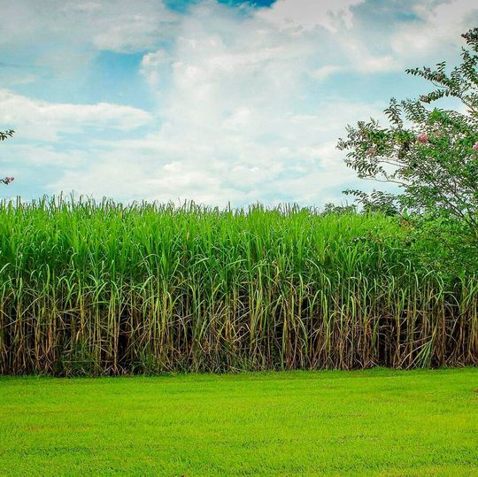 With the acquisition of the Brotas 1 facility, DSM adds a state-of-the-art biotechnology-based production site in Brazil to its global network, with availability of sustainable raw materials (sugar cane). With the acquisition of the Brotas 1 facility, DSM adds a state-of-the-art biotechnology-based production site in Brazil to its global network, with availability of sustainable raw materials (sugar cane).