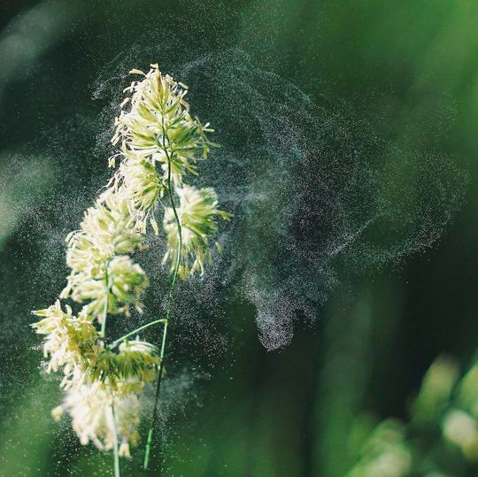 Was hat Heuschnupfen mit einem allergischen Hautausschlag und mit Asthma zu tun? Allergische Erkrankungen treten oft gleichzeitig oder hintereinander auf. Was hat Heuschnupfen mit einem allergischen Hautausschlag und mit Asthma zu tun? Allergische Erkrankungen treten oft gleichzeitig oder hintereinander auf.
