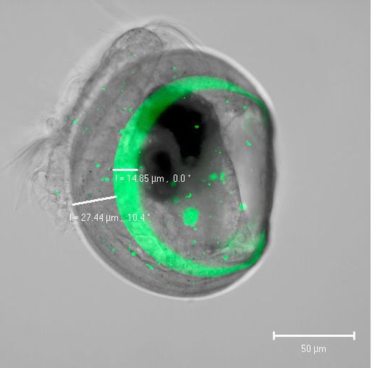 Zwei Tage alte Miesmuschellarven, die zwischen 24 und 26 Stunden nach Befruchtung in Meerwasser mit dem Fluoreszenzfarbstoff Calcein (grün) exponiert worden sind. Zwei Tage alte Miesmuschellarven, die zwischen 24 und 26 Stunden nach Befruchtung in Meerwasser mit dem Fluoreszenzfarbstoff Calcein (grün) exponiert worden sind.
