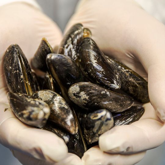 Wissenschaftler haben Stämme des Darmbakteriums Escherichia Coli so umprogrammiert, dass mithilfe der Bakterien der biologische Unterwasserklebstoff von Miesmuscheln produziert werden kann. Wissenschaftler haben Stämme des Darmbakteriums Escherichia Coli so umprogrammiert, dass mithilfe der Bakterien der biologische Unterwasserklebstoff von Miesmuscheln produziert werden kann.