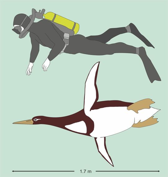 Künstlerische Rekonstruktion des Riesenpinguins Kumimanu biceae im Größenvergleich mit einem Taucher. Künstlerische Rekonstruktion des Riesenpinguins Kumimanu biceae im Größenvergleich mit einem Taucher.