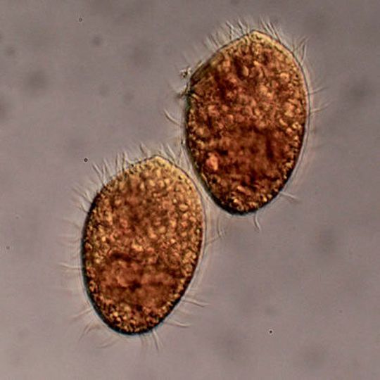 Das räuberische Wimperntierchen Tetrahymena thermophila ernährt sich von Bakterien. Das räuberische Wimperntierchen Tetrahymena thermophila ernährt sich von Bakterien.