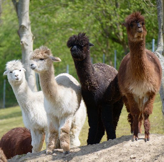 Die Alpakas des Max-Planck-Instituts für biophysikalische Chemie können sich auf einer großen Weide frei bewegen. Nachdem die Göttinger Forscher zwei der Tiere schonend immunisiert hatten, konnten sie die Baupläne für die sekundären Nanobodies aus einer kleinen Blutprobe gewinnen. Mit den Bauplänen lassen sich Bakterien so programmieren, dass diese die Nanobodies in großen Mengen produzieren – ohne eine weitere Beteiligung von Tieren. Die Alpakas des Max-Planck-Instituts für biophysikalische Chemie können sich auf einer großen Weide frei bewegen. Nachdem die Göttinger Forscher zwei der Tiere schonend immunisiert hatten, konnten sie die Baupläne für die sekundären Nanobodies aus einer kleinen Blutprobe gewinnen. Mit den Bauplänen lassen sich Bakterien so programmieren, dass diese die Nanobodies in großen Mengen produzieren – ohne eine weitere Beteiligung von Tieren.