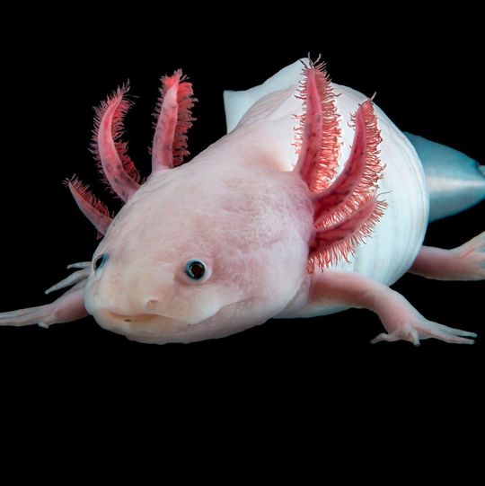 Der Mexikanische Axolotl Ambystoma mexicanum Der Mexikanische Axolotl Ambystoma mexicanum