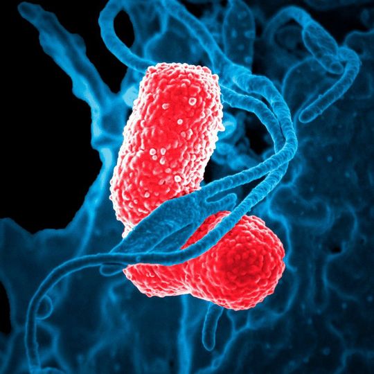 Zu jenen Bakteriengruppen, die unter der Abkürzung ESKAPE geläufig und massiv für die steigenden Antibiotika-Resistenzen bei nosokomialen Infektionen verantwortlich sind, gehört auch Klebsiella pneumoniae. Zu jenen Bakteriengruppen, die unter der Abkürzung ESKAPE geläufig und massiv für die steigenden Antibiotika-Resistenzen bei nosokomialen Infektionen verantwortlich sind, gehört auch Klebsiella pneumoniae.