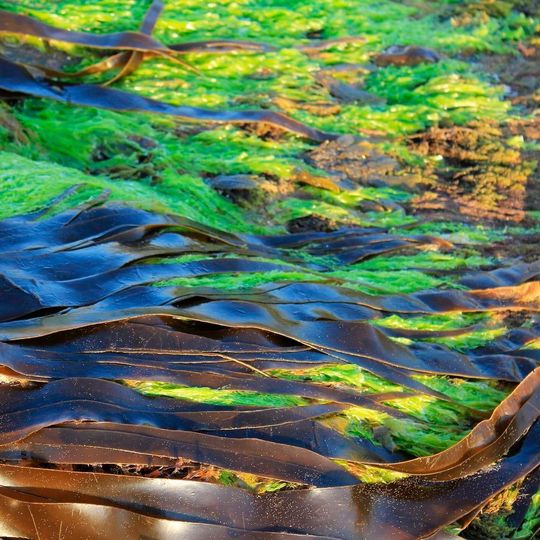 Fettsäuren aus Algen: Evonik und DSM haben das Joint Venture Veramaris gegründet, um in einer Produktionsanlage in den USA komerziell Omega-3-Fettsäuren für die Tierernährung aus Algen herzustellen. Fettsäuren aus Algen: Evonik und DSM haben das Joint Venture Veramaris gegründet, um in einer Produktionsanlage in den USA komerziell Omega-3-Fettsäuren für die Tierernährung aus Algen herzustellen.