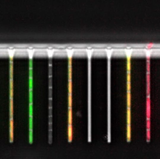 Mikrofluidik-System, mit dem das Wachstum und die Genexpression einzelner Bakterien verfolgt werden kann. Mikrofluidik-System, mit dem das Wachstum und die Genexpression einzelner Bakterien verfolgt werden kann.