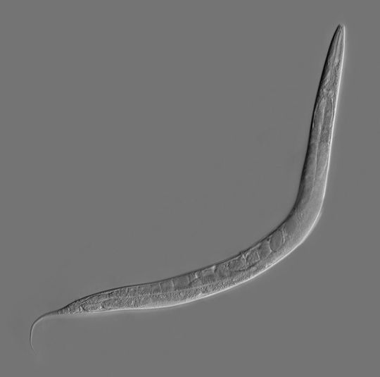 Das analoge Original: der Fadenwurm C.elegans Das analoge Original: der Fadenwurm C.elegans