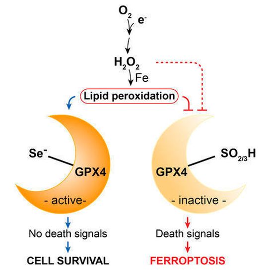 Grafische Zusammenfassung der Cell-Publikation, rechts: Dr. Carsten Berndt (links) und Dr. Gereon Poschmann (rechts) vor dem Gerät, mit dem mittels Massenspektrometrie der Redoxzustand der Glutathionperoxidase 4 (siehe links) bestimmt wurde. Grafische Zusammenfassung der Cell-Publikation, rechts: Dr. Carsten Berndt (links) und Dr. Gereon Poschmann (rechts) vor dem Gerät, mit dem mittels Massenspektrometrie der Redoxzustand der Glutathionperoxidase 4 (siehe links) bestimmt wurde.