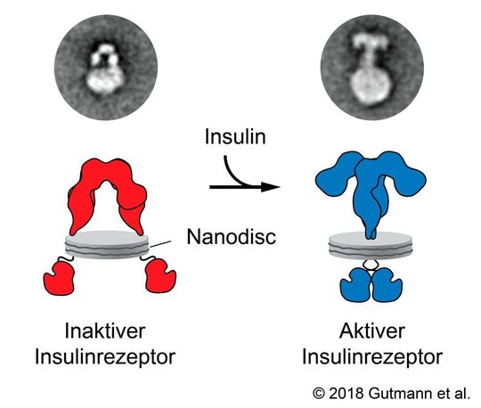 Die Nanodisc-Arbeitsweise