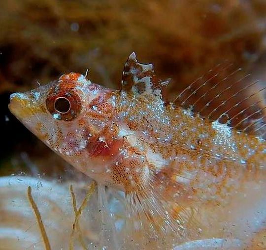 Der Gelbe Spitzkopf-Schleimfisch (Tripterygion delaisi) zeigt einen blauen Augenblitz. Der Gelbe Spitzkopf-Schleimfisch (Tripterygion delaisi) zeigt einen blauen Augenblitz.
