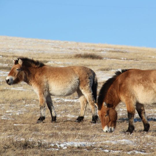 Przewalski-Pferde im Kustai National Park in der Mongolei. Przewalski-Pferde im Kustai National Park in der Mongolei.