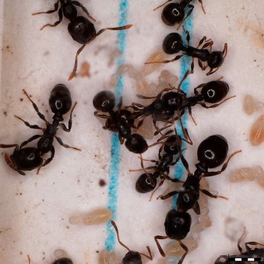 Kolonie der Sklavenhalter-Ameisenart Temnothorax americanus mit Temnothorax longispinosus Ameisen, die für sie die Brutpflege übernehmen müssen. Kolonie der Sklavenhalter-Ameisenart Temnothorax americanus mit Temnothorax longispinosus Ameisen, die für sie die Brutpflege übernehmen müssen.