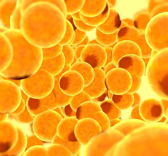 Die metabolische Aktivität von braunem Fettgewebe nimmt mit zunehmenden Alter ab. Die metabolische Aktivität von braunem Fettgewebe nimmt mit zunehmenden Alter ab.