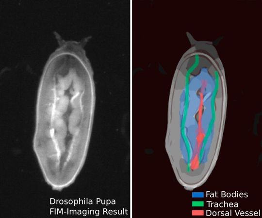 Eine Drosophila-Puppe, aufgenommen auf dem FIM-Tisch (der Kopf liegt im Bild oben, die Aufnahme wurde von der Rückenseite aus gemacht). Im rechten Bild sind wichtige Organe farblich gekennzeichnet (blau: Fettkörper, grün: Trachee (Atmungskanal), rot: Dorsalgefäß (Aorta und Herz; das Herz beginnt etwa in der Körpermitte und endet im Hinterleib) Eine Drosophila-Puppe, aufgenommen auf dem FIM-Tisch (der Kopf liegt im Bild oben, die Aufnahme wurde von der Rückenseite aus gemacht). Im rechten Bild sind wichtige Organe farblich gekennzeichnet (blau: Fettkörper, grün: Trachee (Atmungskanal), rot: Dorsalgefäß (Aorta und Herz; das Herz beginnt etwa in der Körpermitte und endet im Hinterleib)
