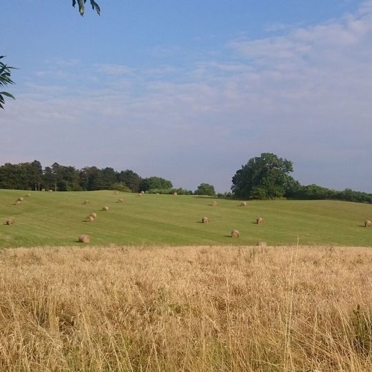 Stroh und Gras: Aus diesen beiden Komponenten sollen Zwischenprodukte für den erdölbasierten Raffinerieprozess entstehen. Stroh und Gras: Aus diesen beiden Komponenten sollen Zwischenprodukte für den erdölbasierten Raffinerieprozess entstehen.