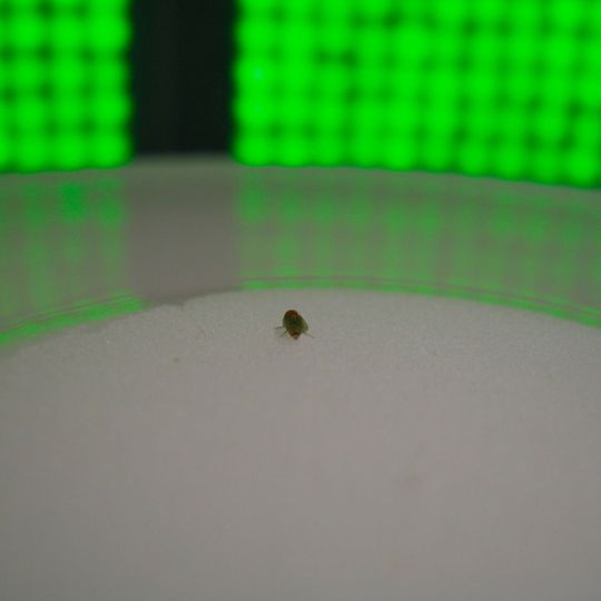 Drosophila-Fliege im Erinnerungstest: Wenn das schwarze Ablenkobjekt auf dem Bildschirm verschwindet, muss die Fliege sich an ihr ursprüngliches Ziel erinnern. Drosophila-Fliege im Erinnerungstest: Wenn das schwarze Ablenkobjekt auf dem Bildschirm verschwindet, muss die Fliege sich an ihr ursprüngliches Ziel erinnern.