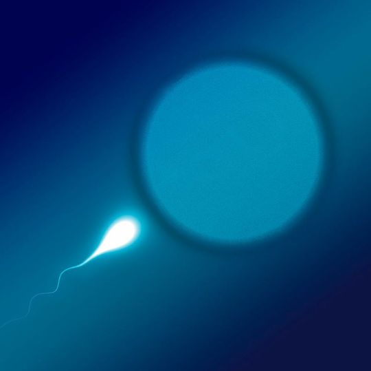 Forscher der australischen Monash University entwickeln eine hormonfreie Verhütungspille für den Mann. Sie soll Nebenwirkungen bisheriger hormoneller Präparate umgehen. Forscher der australischen Monash University entwickeln eine hormonfreie Verhütungspille für den Mann. Sie soll Nebenwirkungen bisheriger hormoneller Präparate umgehen.