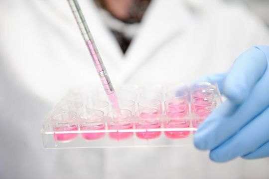 Im Projekthaus Tissue Engineering arbeiten Wissenschaftler daran, verlässliche Lösungen für die Regeneration von Gewebe etwa nach Unfällen oder Krankheiten zu ermöglichen. Im Projekthaus Tissue Engineering arbeiten Wissenschaftler daran, verlässliche Lösungen für die Regeneration von Gewebe etwa nach Unfällen oder Krankheiten zu ermöglichen.